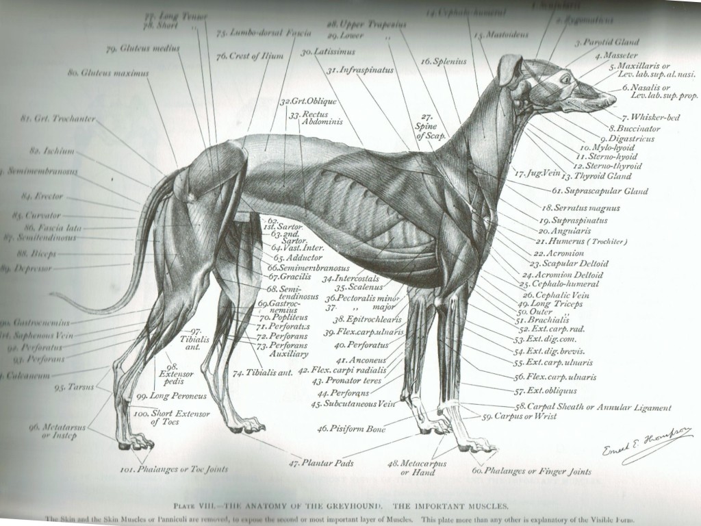 dog anatomy