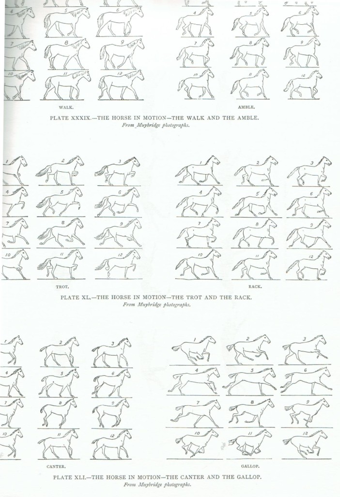 horse animation