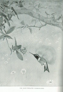 hummingbird